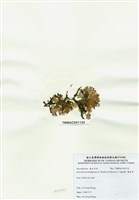 藏品(海木耳)的圖片